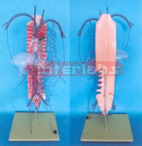 HUMAN BLOOD CIRCULATION MODEL OF THE PORTAL VEIN, SIDE BRANCHES AND ABDOMEN ARTERIES